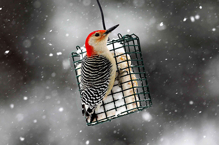 Nice photo: Red-headed woodpecker perches on food cages