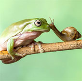 Nice photo: Snails kiss green frogs