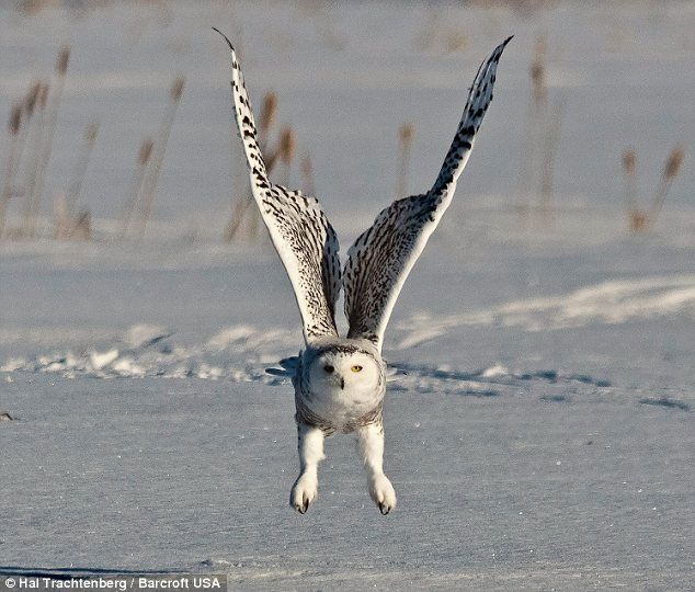 Nice photo: The snowy owl hunting moment