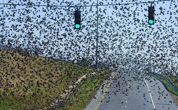 Nice photos: A large flock of birds fly over the highway