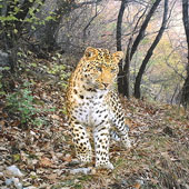 Nice photos of animals taken with automatic camera traps