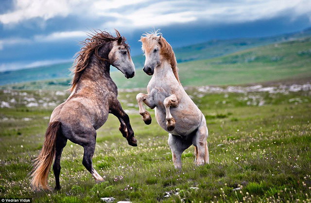 Nice: The pre-mating game of horses