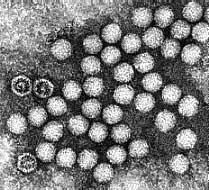 Ninh Thuan: 20 more patients infected with gastrointestinal virus