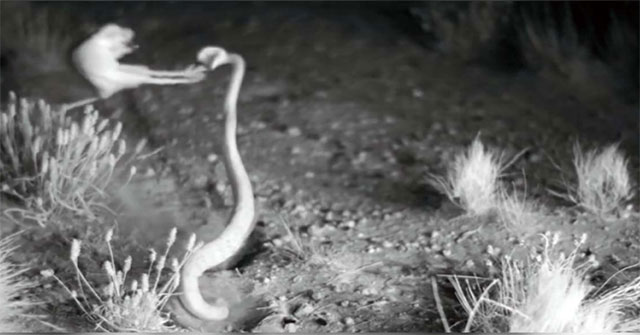 'Ninja mouse' dodged the poison snake