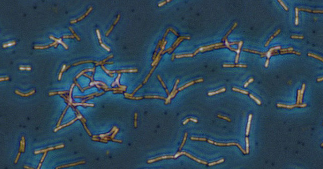 Nisin - Natural preservative can be used to treat cancer