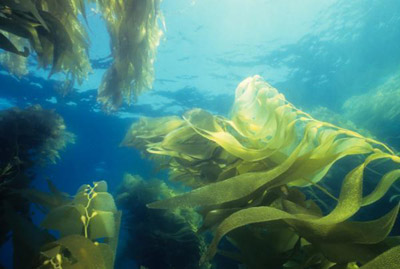 Nitrogen pollutants in seawater threaten the atmosphere