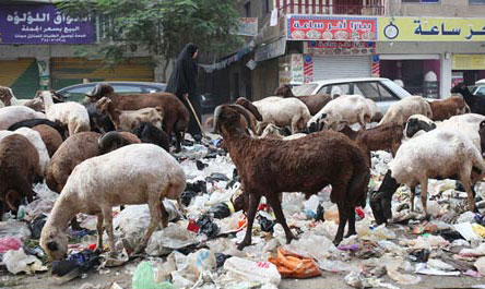 No more pigs, Cairo is covered in garbage