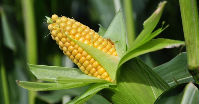 'No one can predict the harmful effects of GM crops'