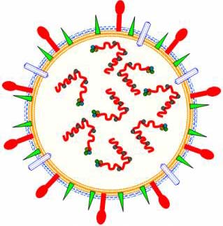 No vaccine against H5N1 has been detected in Vietnam