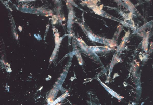 NOAA prohibits the exploitation of mollusks