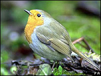 Noise pollution, birds must sing at night