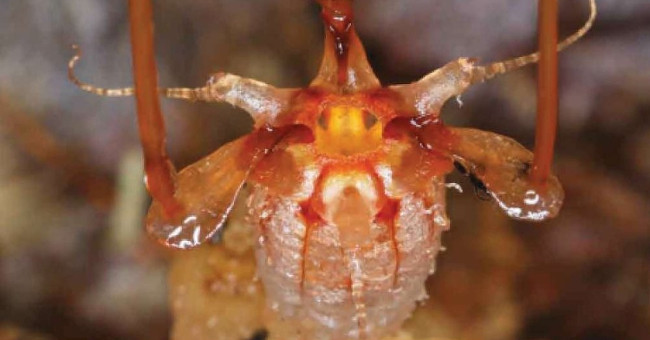 Non-photosynthetic plants discovered after 150 years