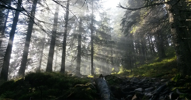 Norway is officially the first country in the world to commit to deforestation