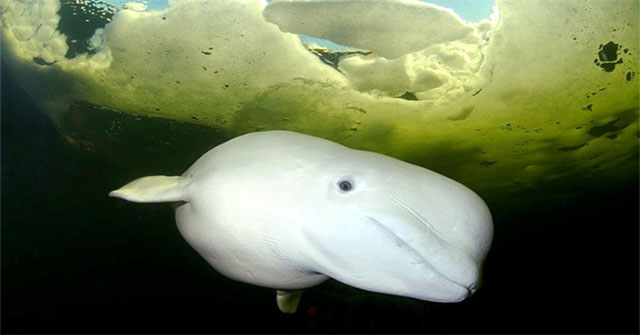 Norway: The Russian Navy trains whales as 'special forces'