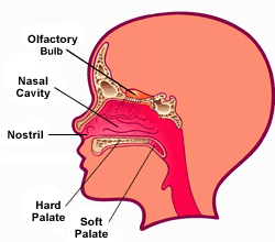 Nose - the guard of the lungs