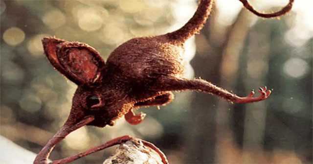 Nosewalker - The most strange animal on Earth, despite having legs, uses its nose to move