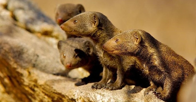 Not a person or a child is close, this strange animal is also grateful and grateful