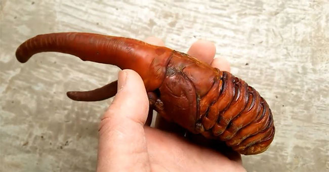 Not an alien, this is the most exotic giant bug on Earth