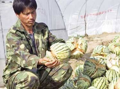 Not discovered 'explosive watermelon' in Vietnam