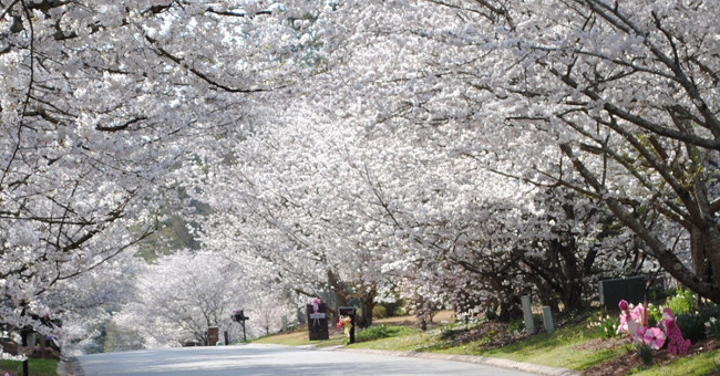 Not Japan, this is the cherry capital of the world