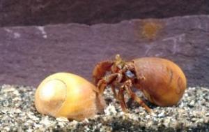 Not only does it feel, crabs can remember the feeling of pain