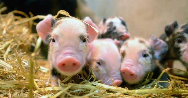 Not only for meat, pigs have a much higher purpose