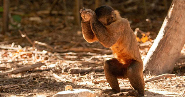 Not only humans, many monkeys have entered the Stone Age from 3000 years ago