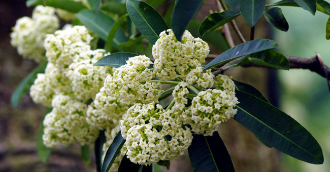 Not only in Vietnam, but milk flowers are also the contradictory flowers famous across the continent