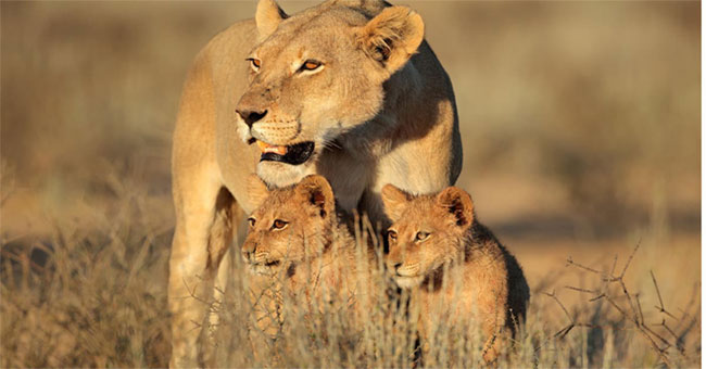 Not only rhinos and tigers, African lions will soon disappear