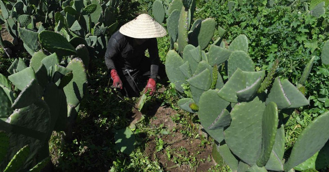 Not only to ... eat, cacti can also produce clean energy