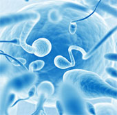 Not the fastest sperm will win