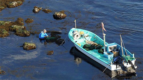 Not too worried about radioactive seafood