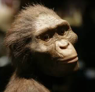 November 24, 1974 - Lucy the Southern gibbon was discovered in Ethiopia