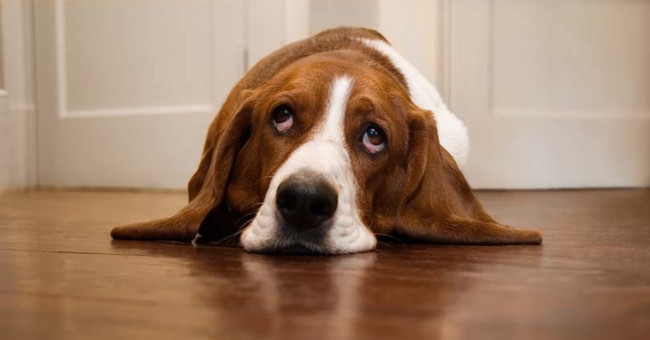 Now we know why dogs are afraid of thunder