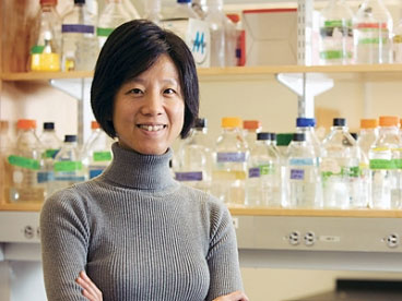 NPAS4 gene regulates the ability of the brain to form new memories