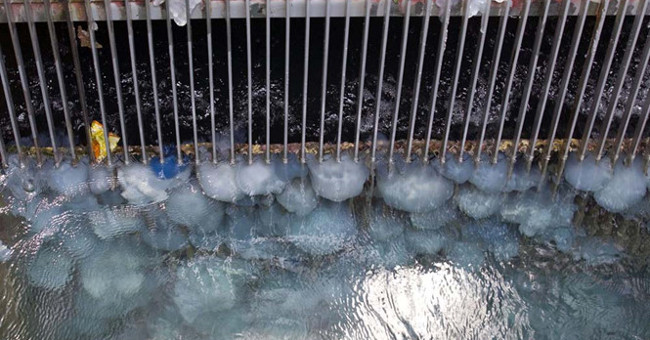 Nuclear power plants worry about being attacked by jellyfish
