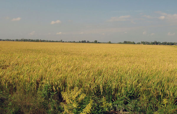 Nuclear techniques help ensure food security
