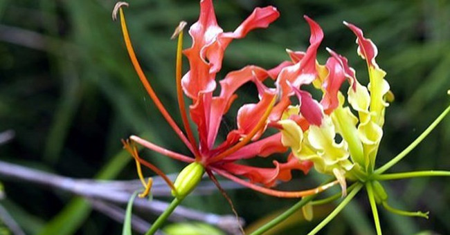 Numerous ornamental plants contain deadly poison