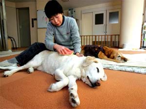 'Nursing home' for ... elderly dogs
