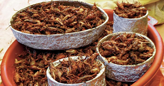 Nutritional value in insects comparable to beef