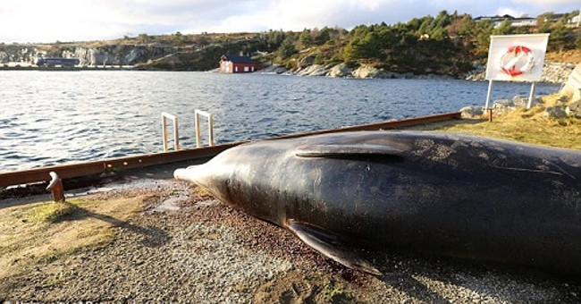 Nylon bag filled with whale belly washed up on the Norwegian coast