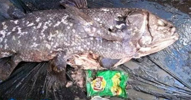 Nylon bag in the belly of a fish