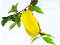 O mai is also medicine
