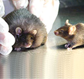 Obesity vaccine