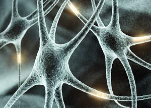 Observe the development of brain cells according to the real-time system