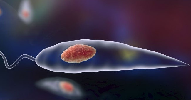 Occurrence of parasites