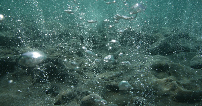 Ocean acidification threatens all marine life