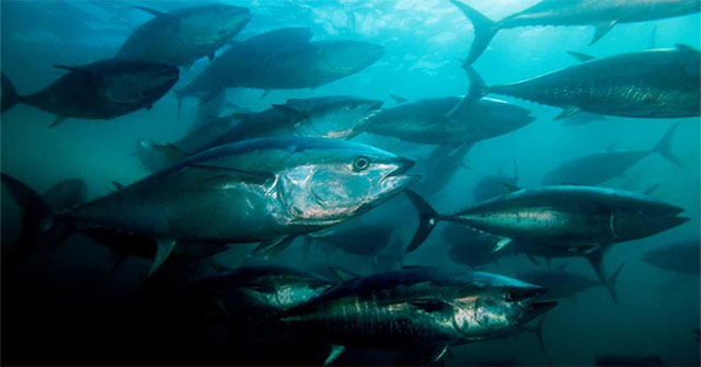 Ocean exhausted oxygen at record level, alarming a series of 'dead zones'