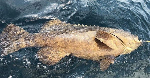 Ocean monster giant grouper meat makes fishermen frightened