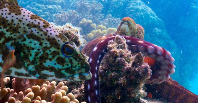 Octopus and grouper combine to hunt down Australia's seabed
